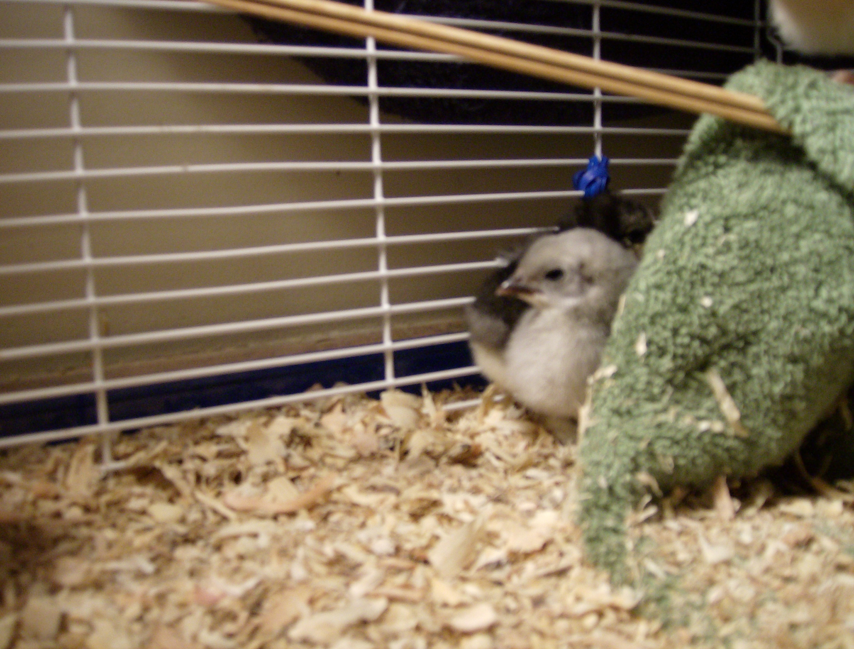 Frizzle Chick -
