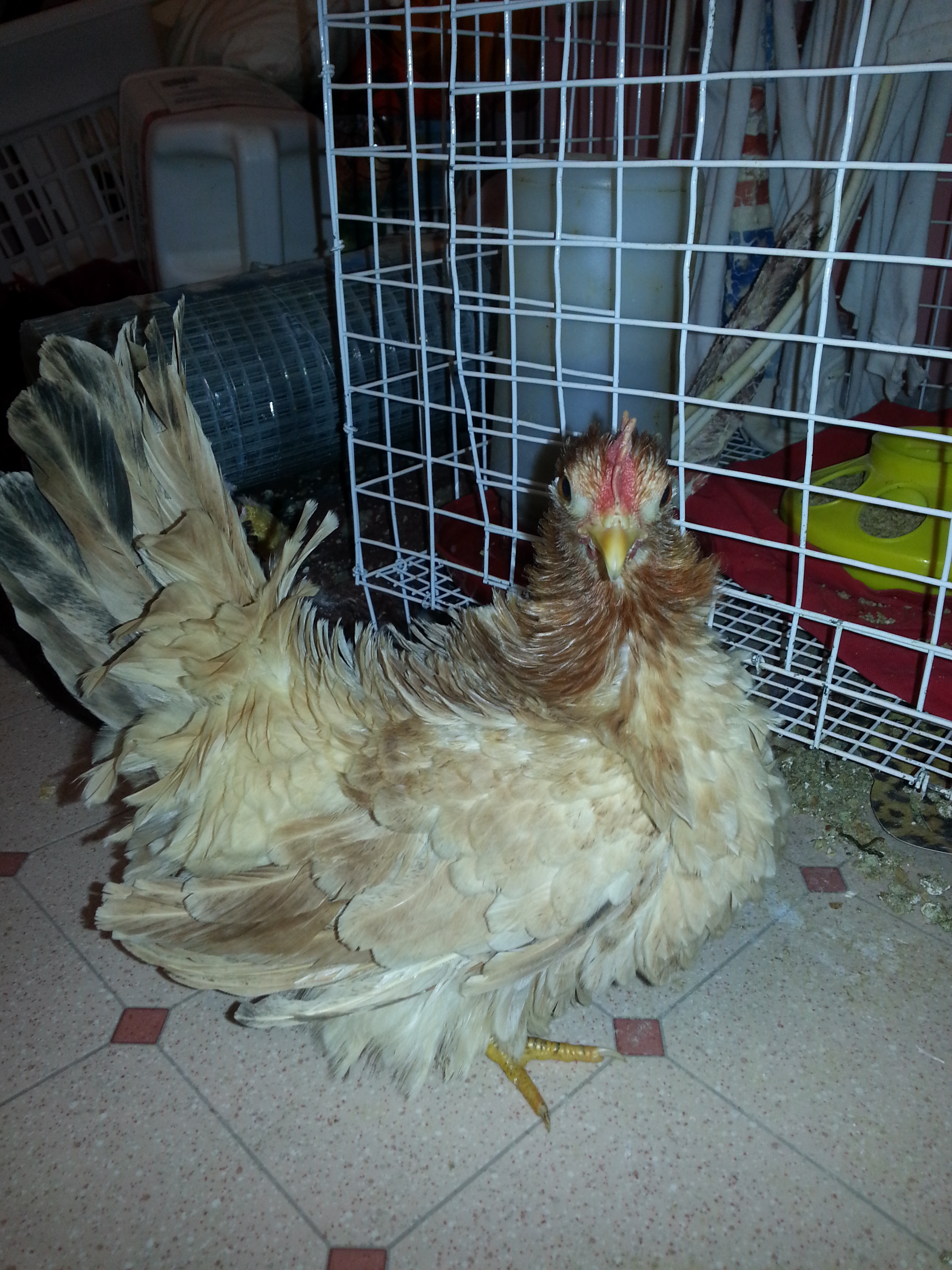 Frizzle Hen.  Elsa