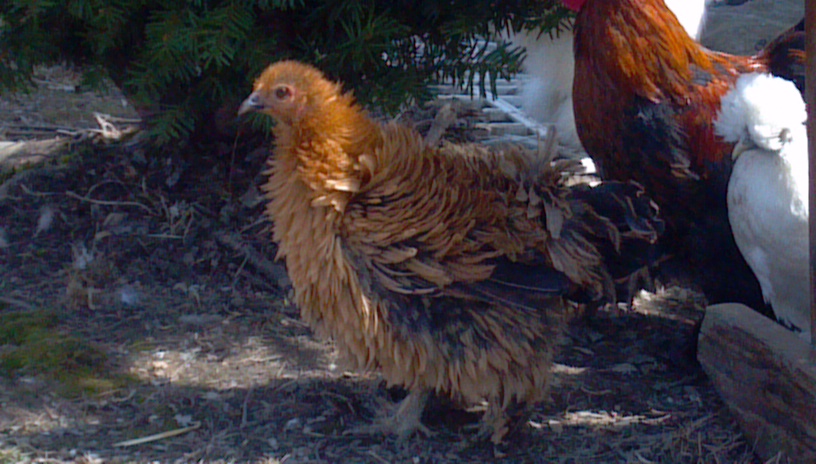 Frizzle hen sister toon smooth sizzle cockerel not for sale.