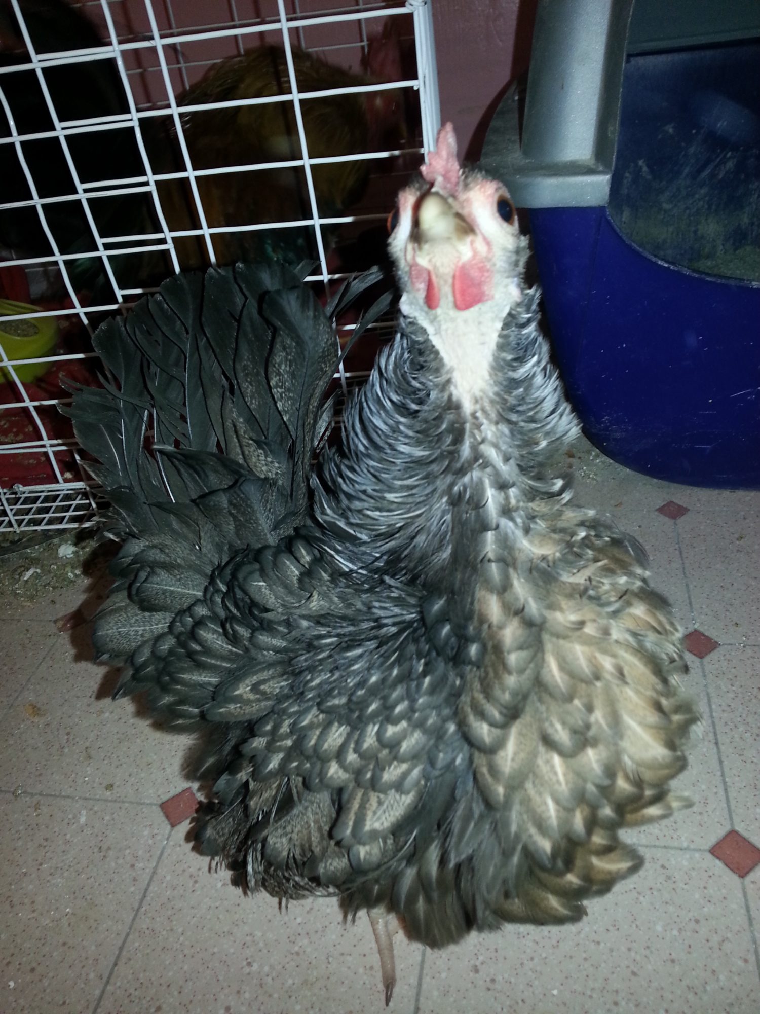 Frizzle Hen