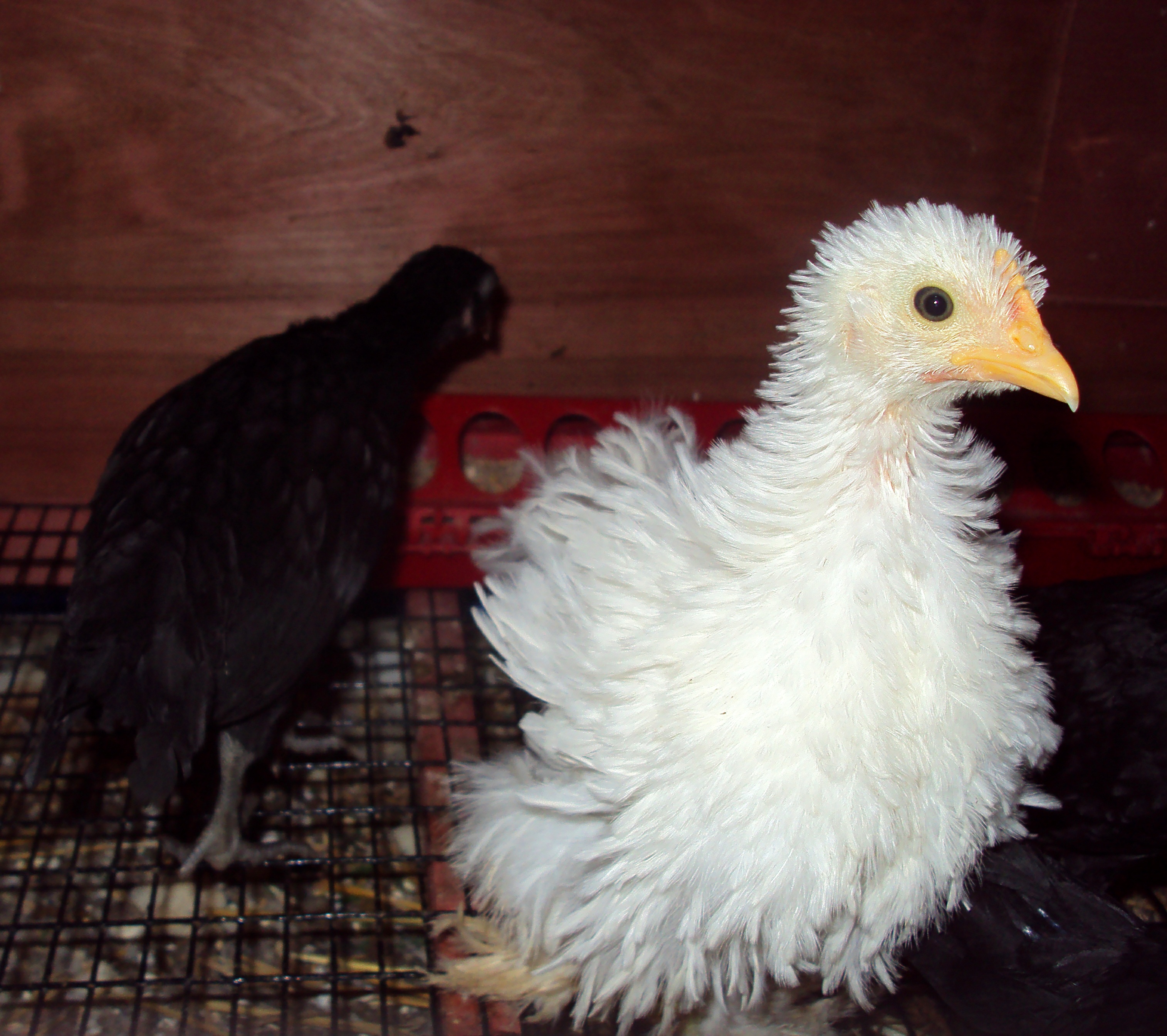 Frizzle or Sizzle this bantam cochin has five toes.