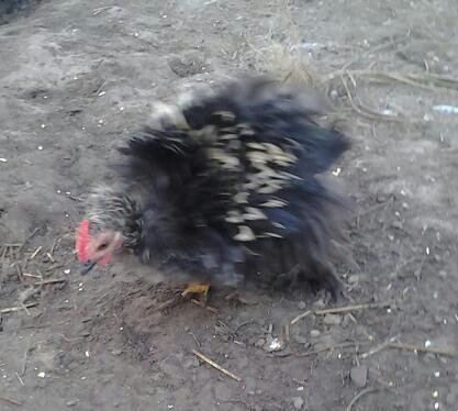Frizzle Rooster