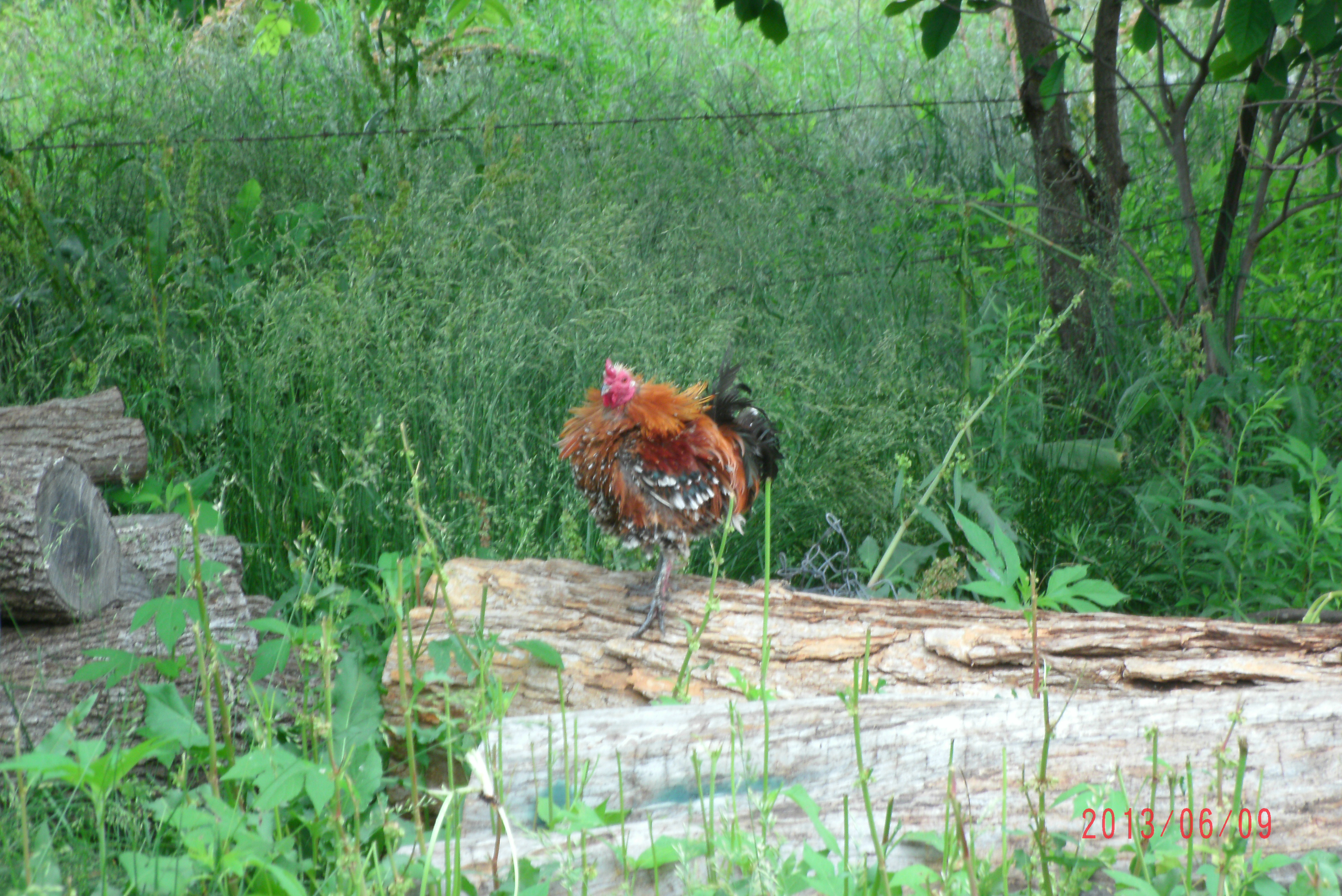 Frizzle Rooster