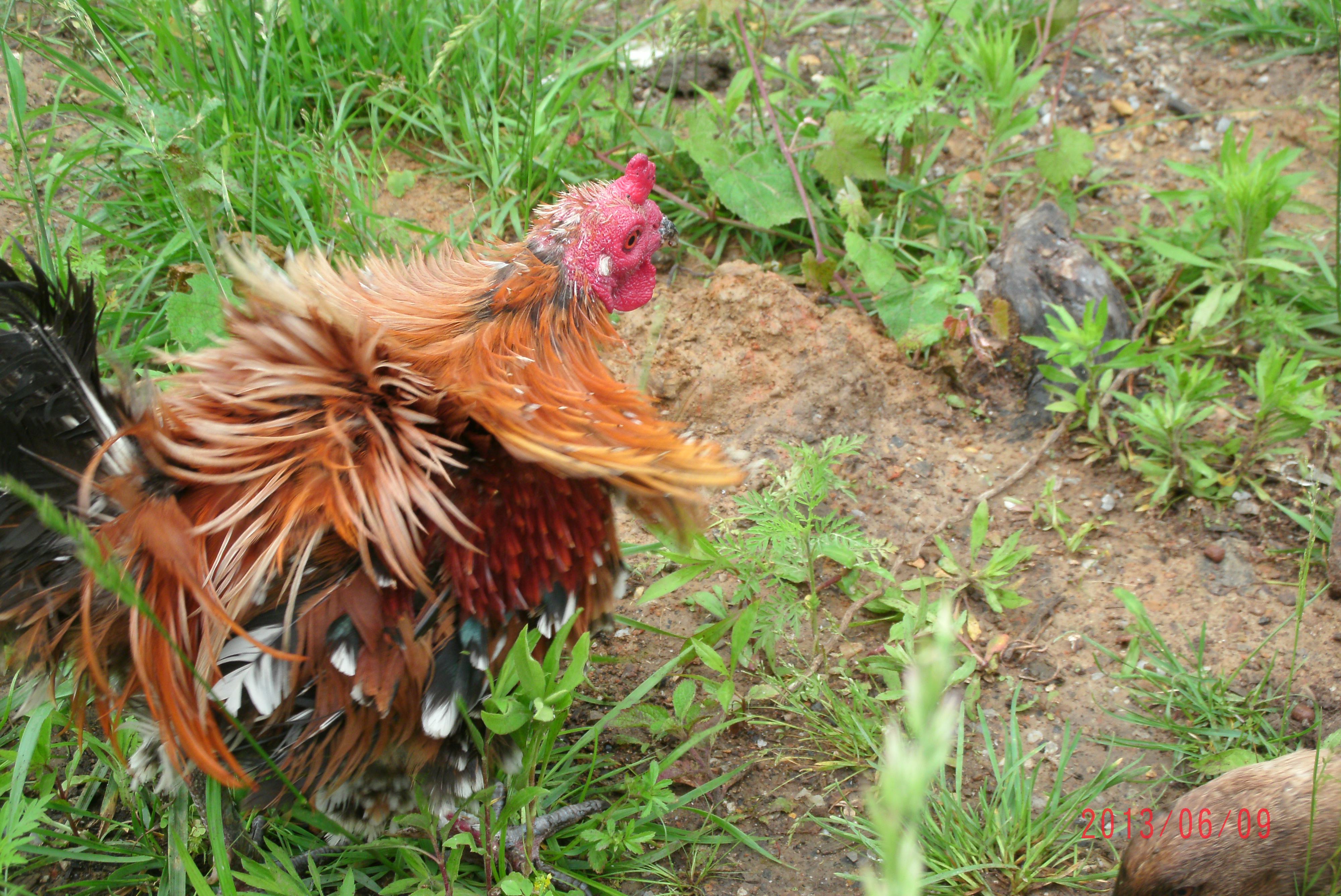 Frizzle Rooster