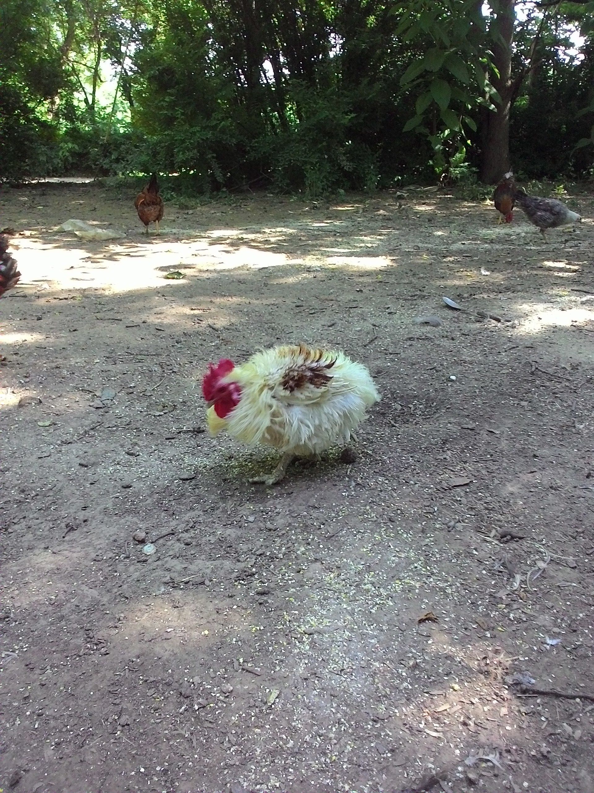 Frizzle rooster