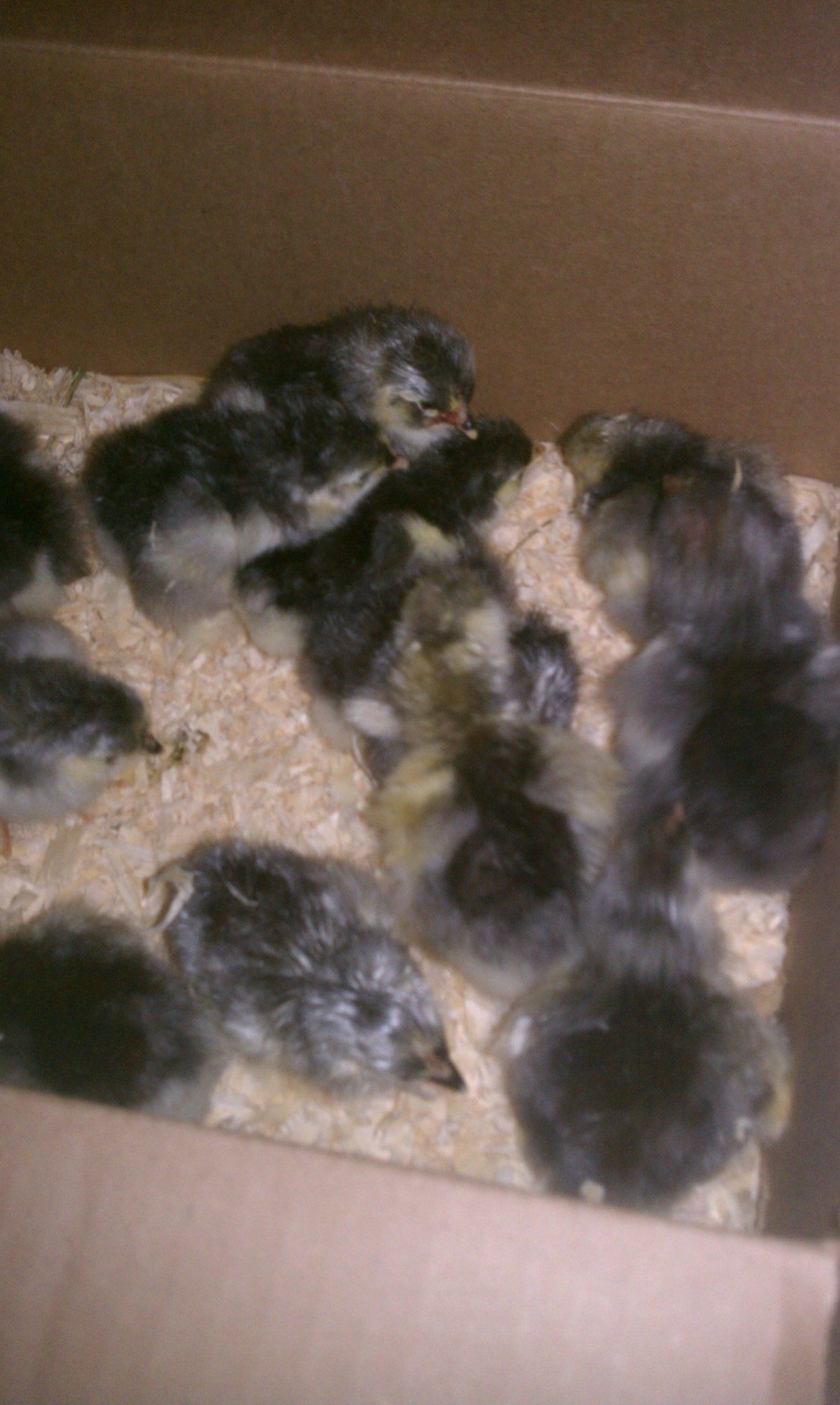 Frizzle standard cochins