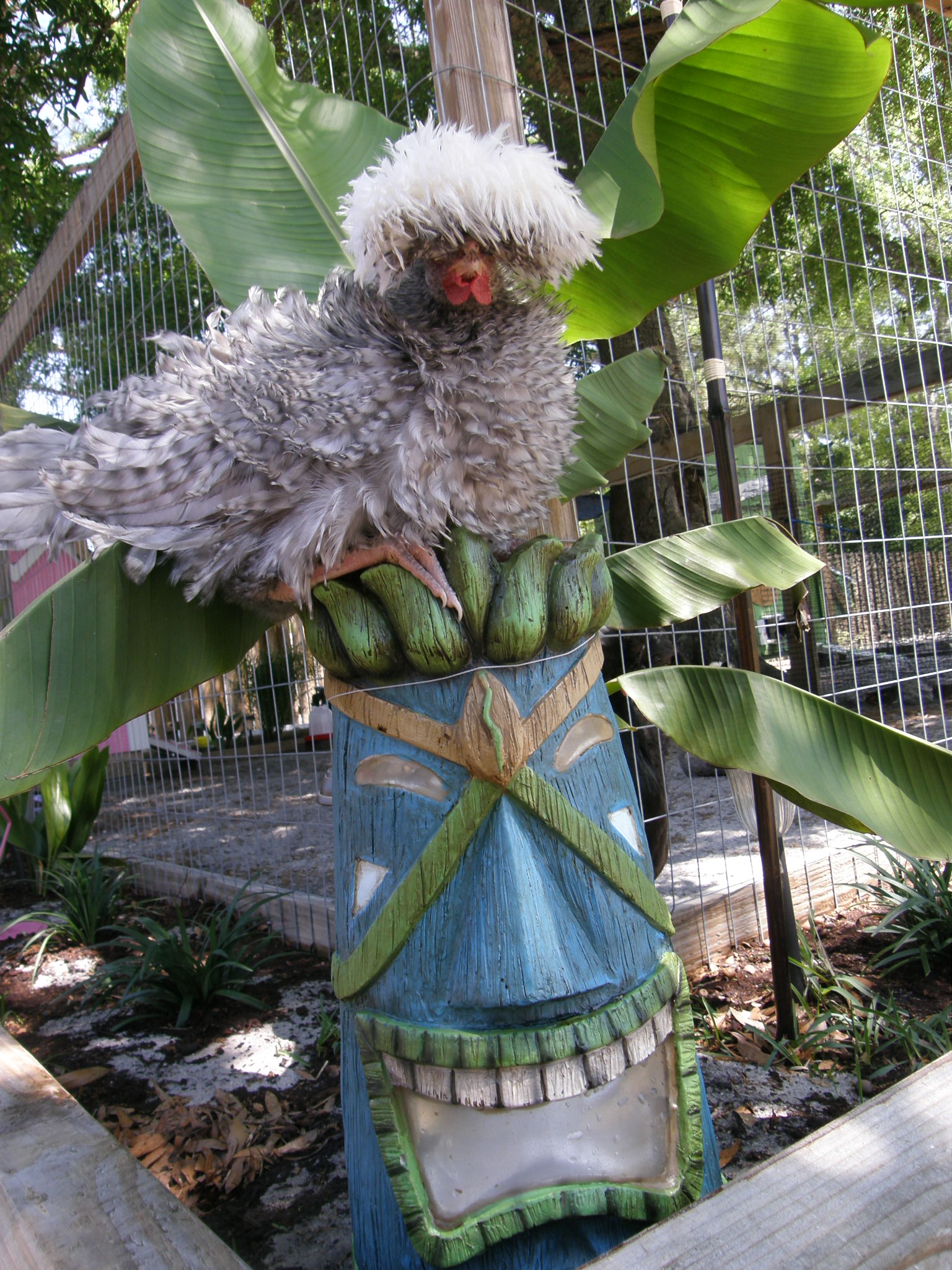Frizzled Bantam cuckoo polish male