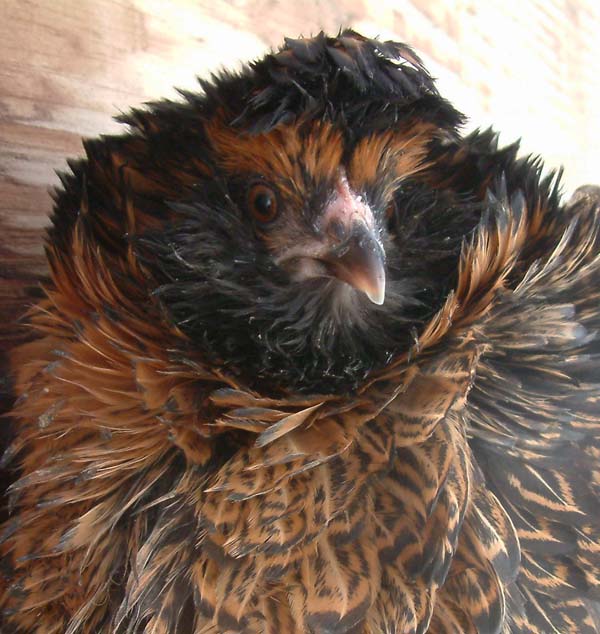 Frizzled blue-laying (soon) Easter Egger pullet