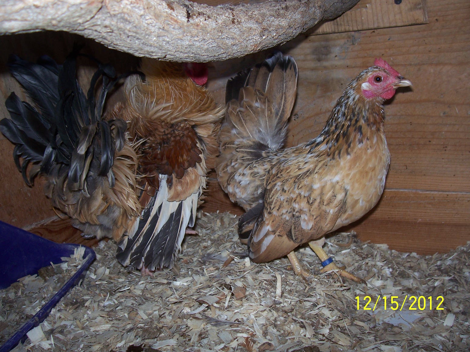 Frizzled cockeral Tucson has three tri colored smooth hens, this is Spirit.   Also has Tribble and Scarlett and an older hen BS who just needed a nice pen to hang around in.
