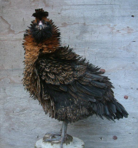 Frizzled Easter Egger pullet