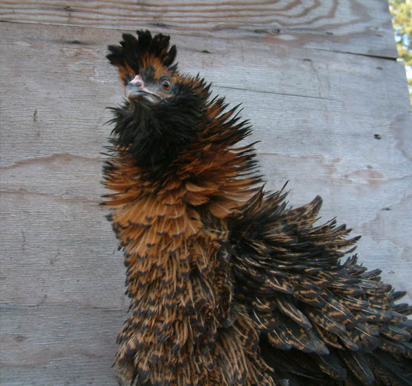 Frizzled Easter Egger pullet