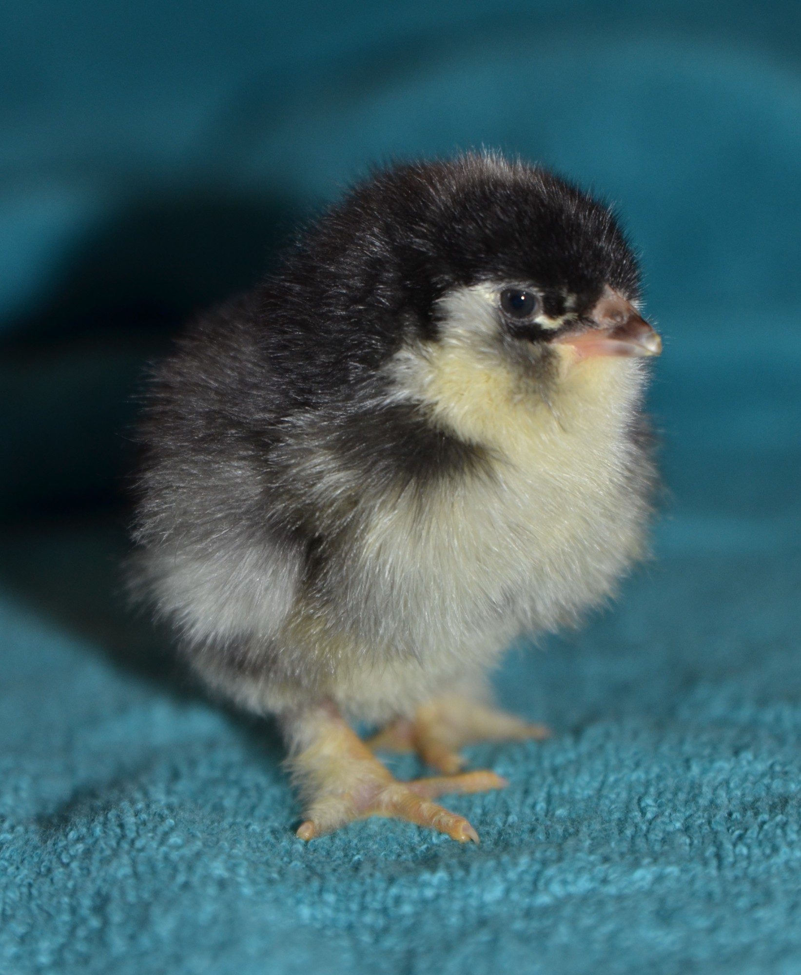 Frizzled EE/Cochin chick.