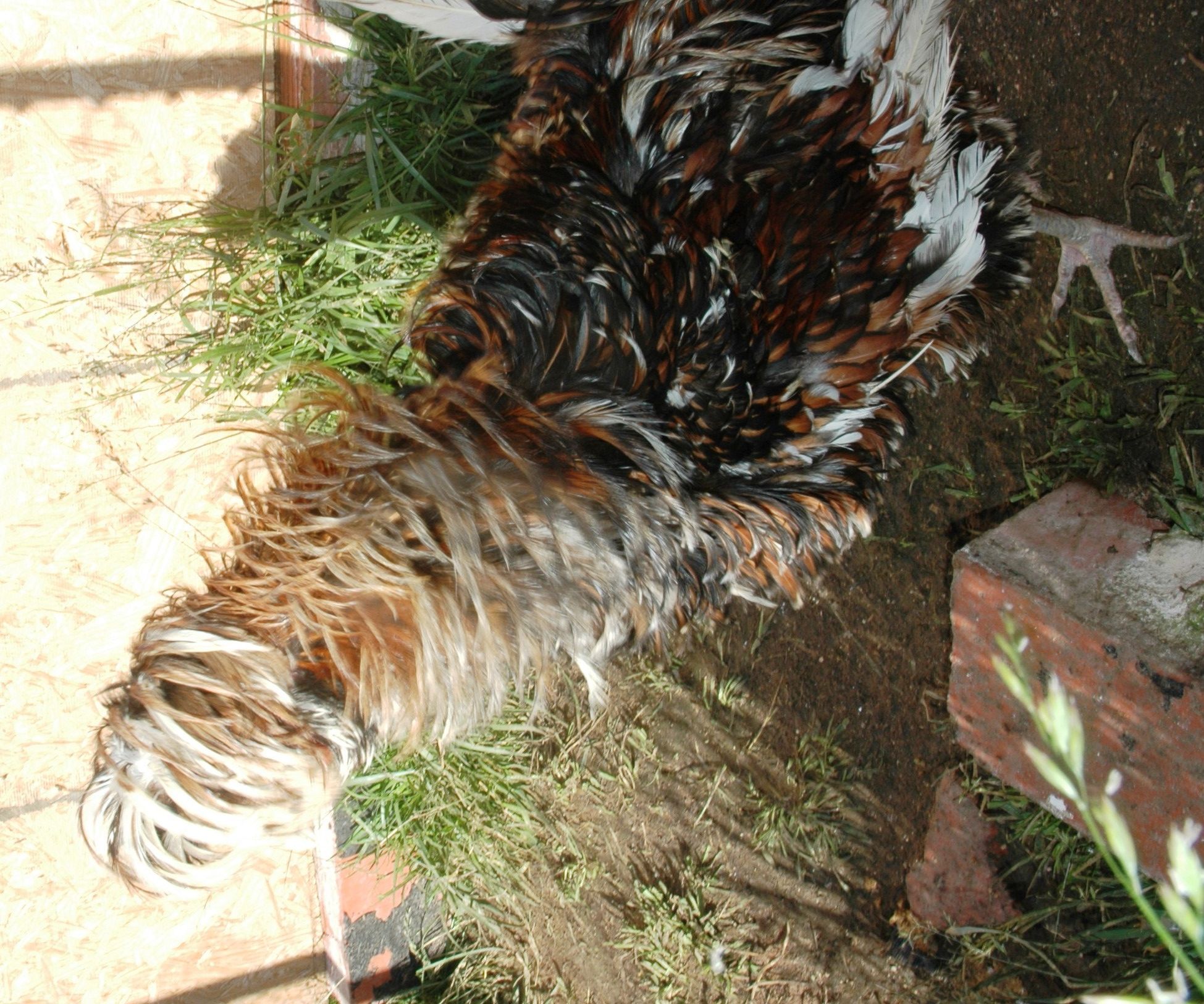 Frizzled Tolbunt Bearded Crested Polish
