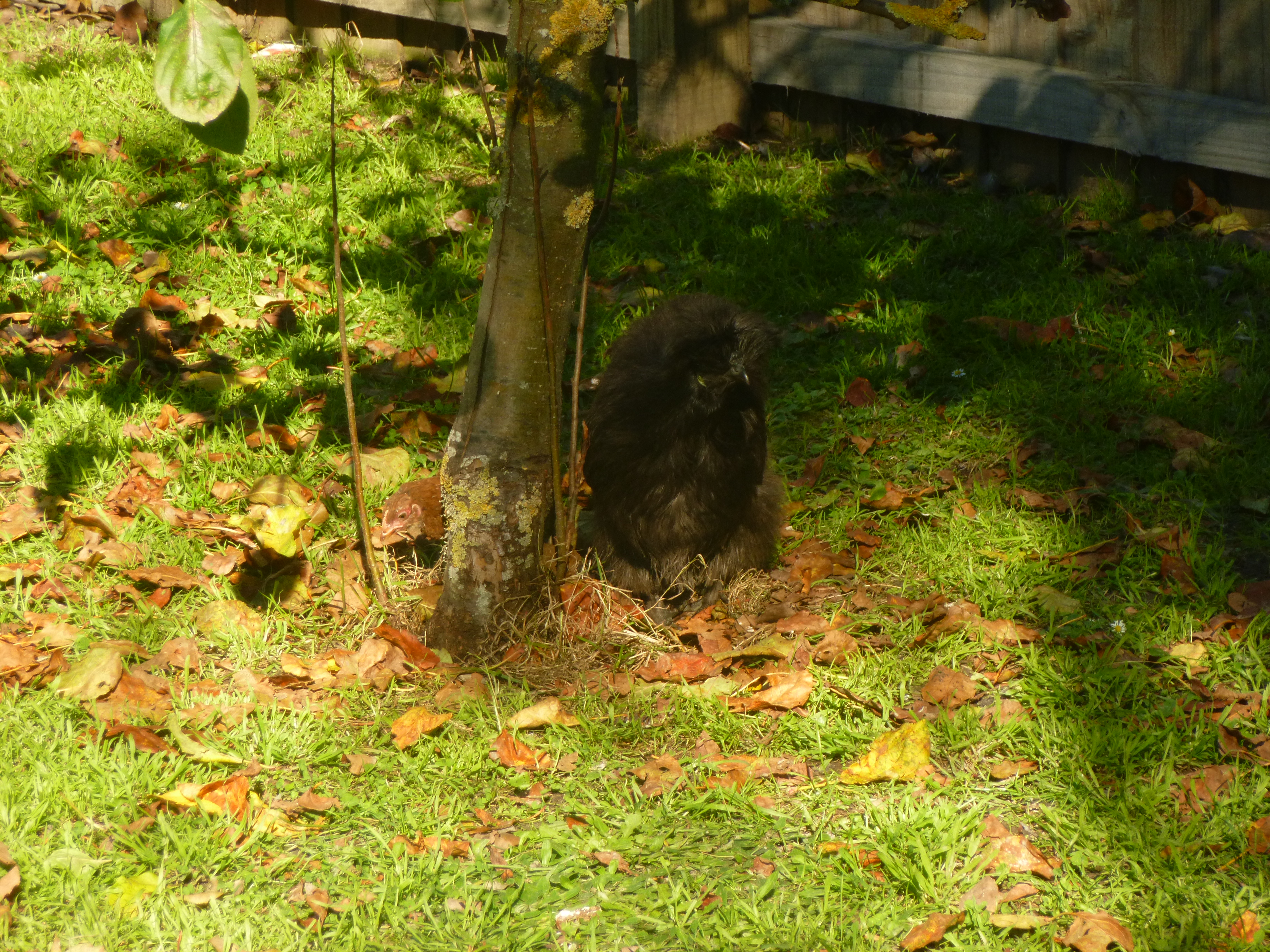 Fro and her adopted chick