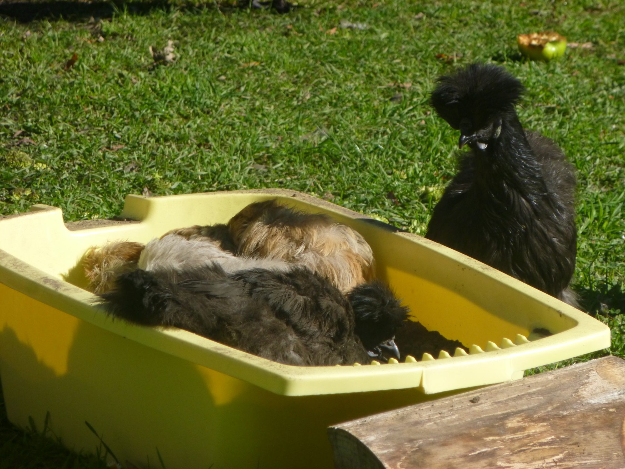 Fro lines up for the bath