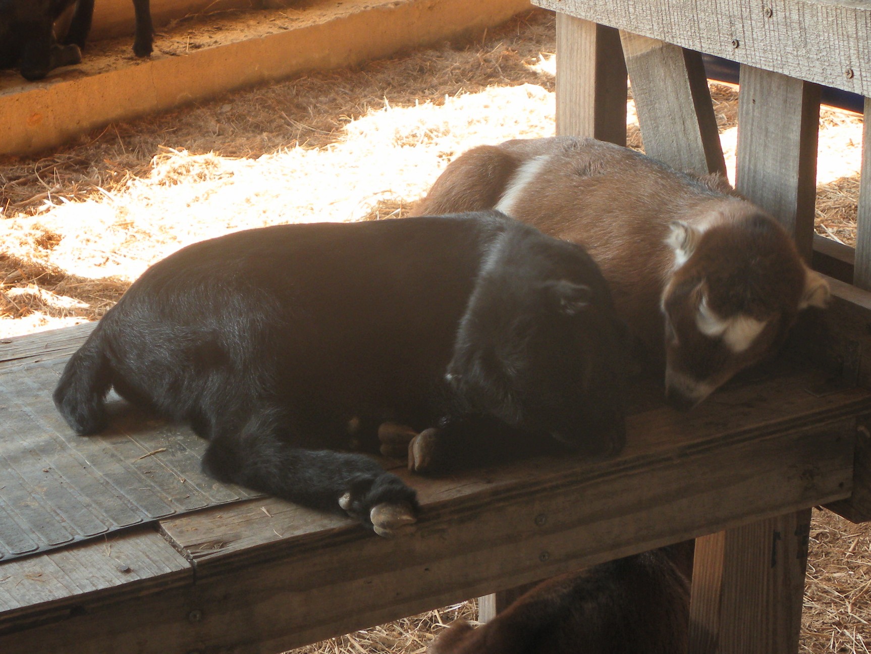 Frodo and Danny DeVito sharing the milkstand.  These are Brownie's babies.