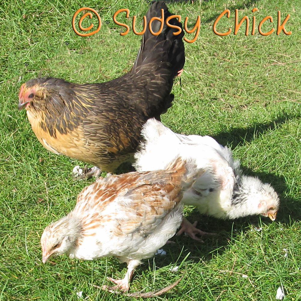 Frodo and her chicks around 5 weeks.