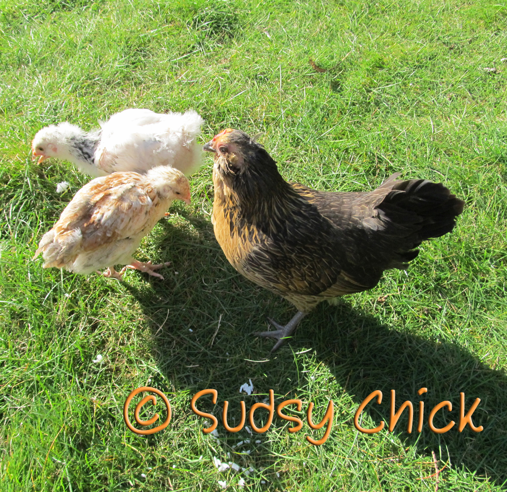 Frodo and her chicks at almost five weeks.