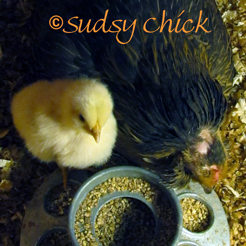 Frodo teaching the chicks to eat