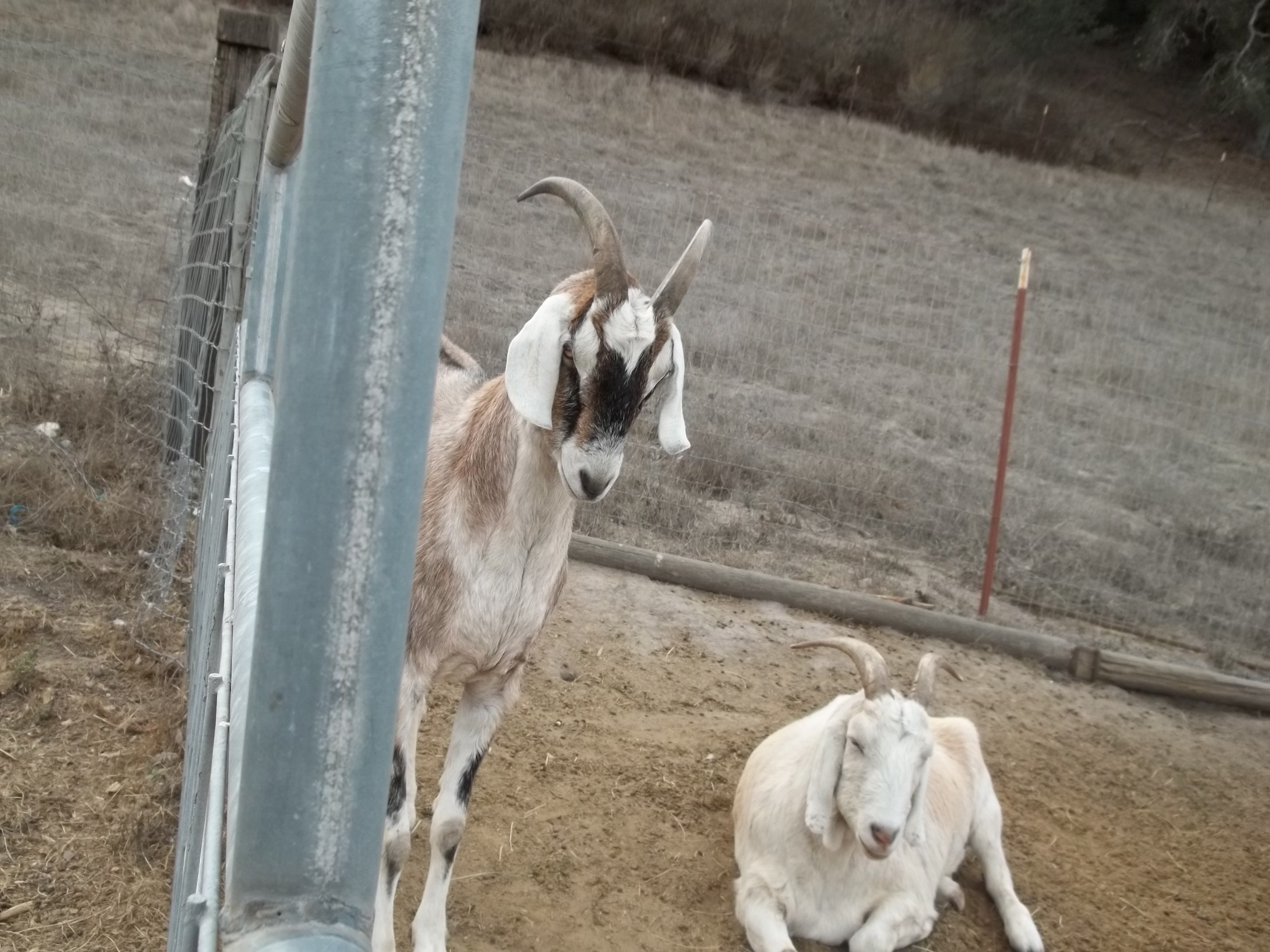 Frodo the Large Nubian goat. the white one is Snowflake! :)