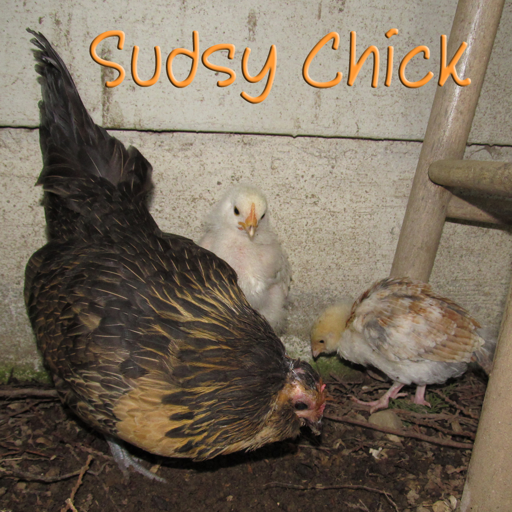 Frodo the Quail Belgium Bearded D'anver Bantam has her two chicks out to play.