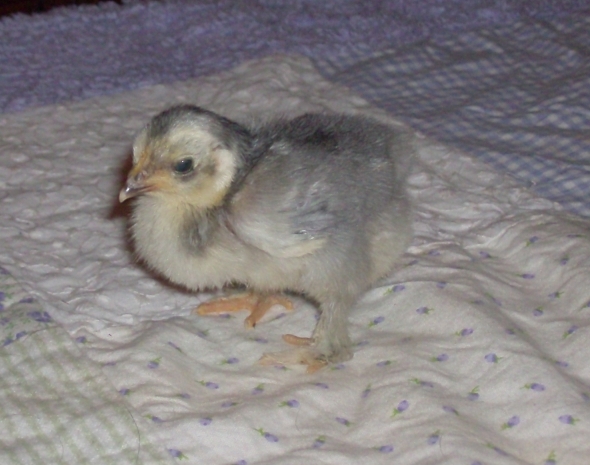 Frodo, the "Shrink wrapped" chick.