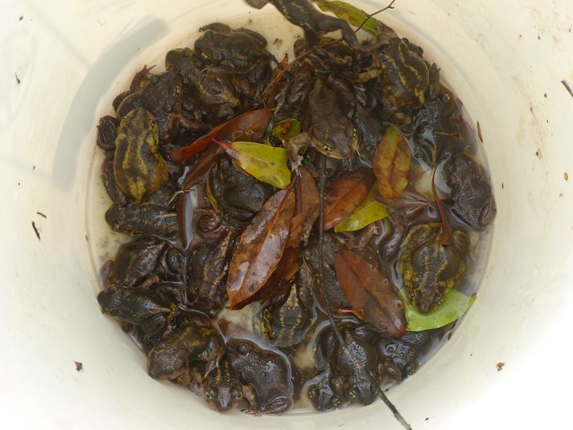 frogs