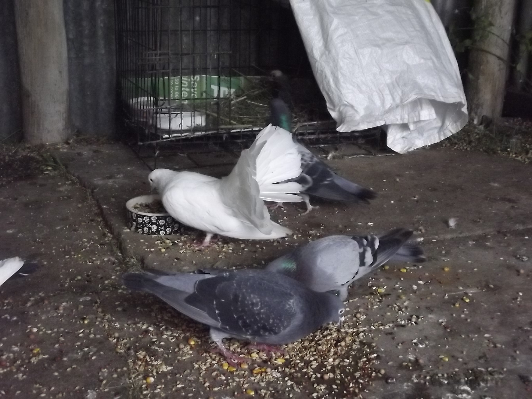 From back to front, Bumblebee in the baby hatch, Mr Pige and Isha, Razor and Myka