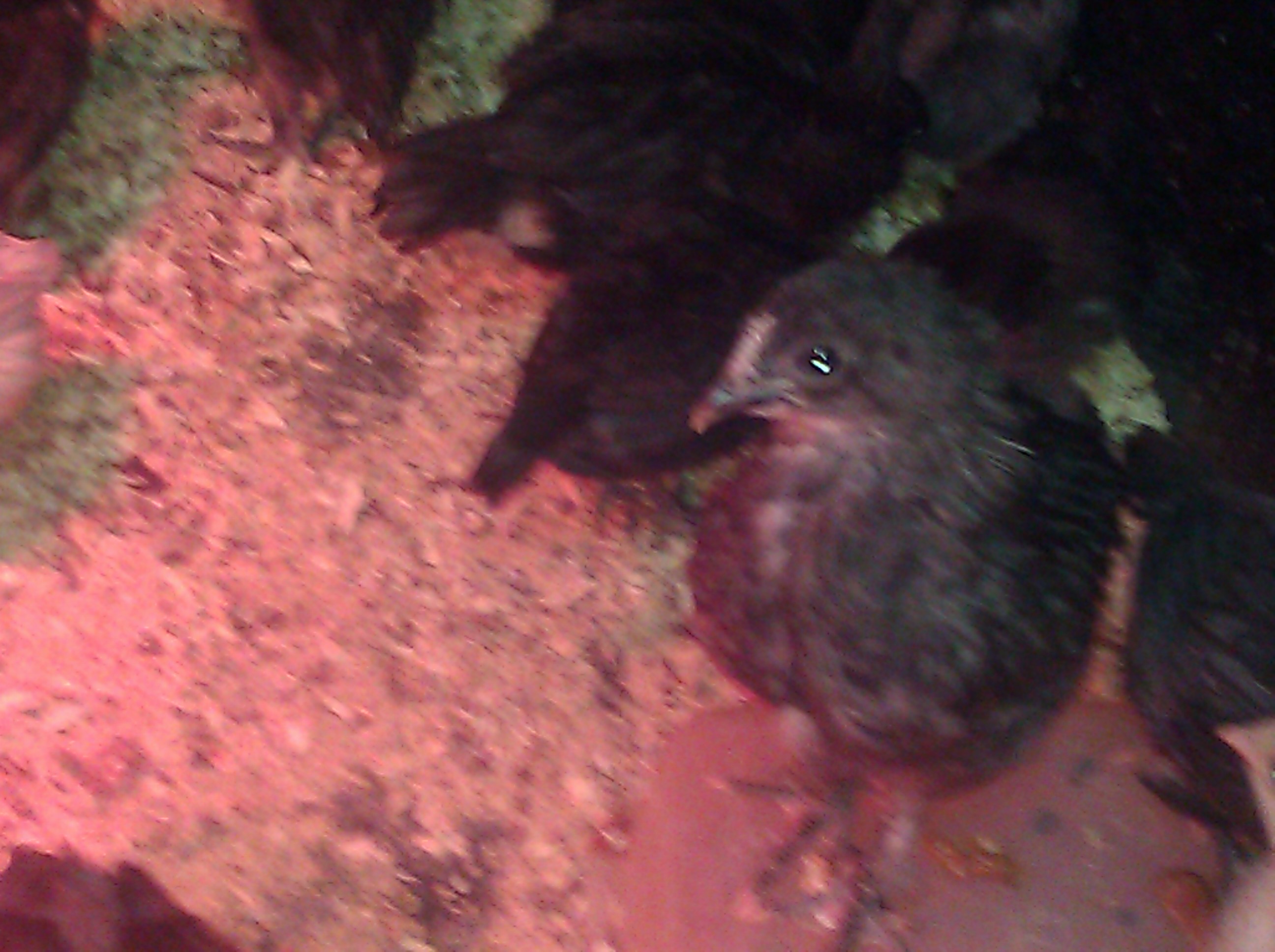 From Chicken Ridge Farms