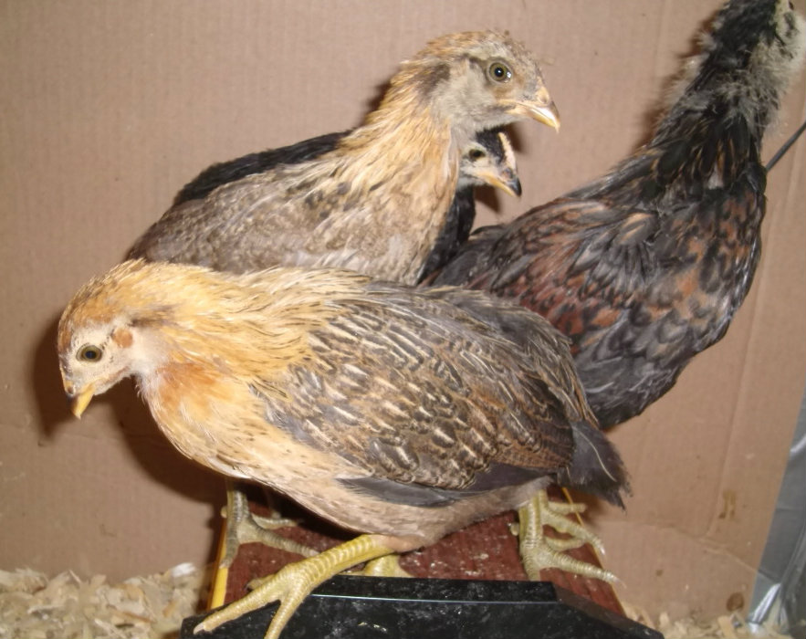 From front to back:  "Friendly", "Dusty", and "Macaroni"