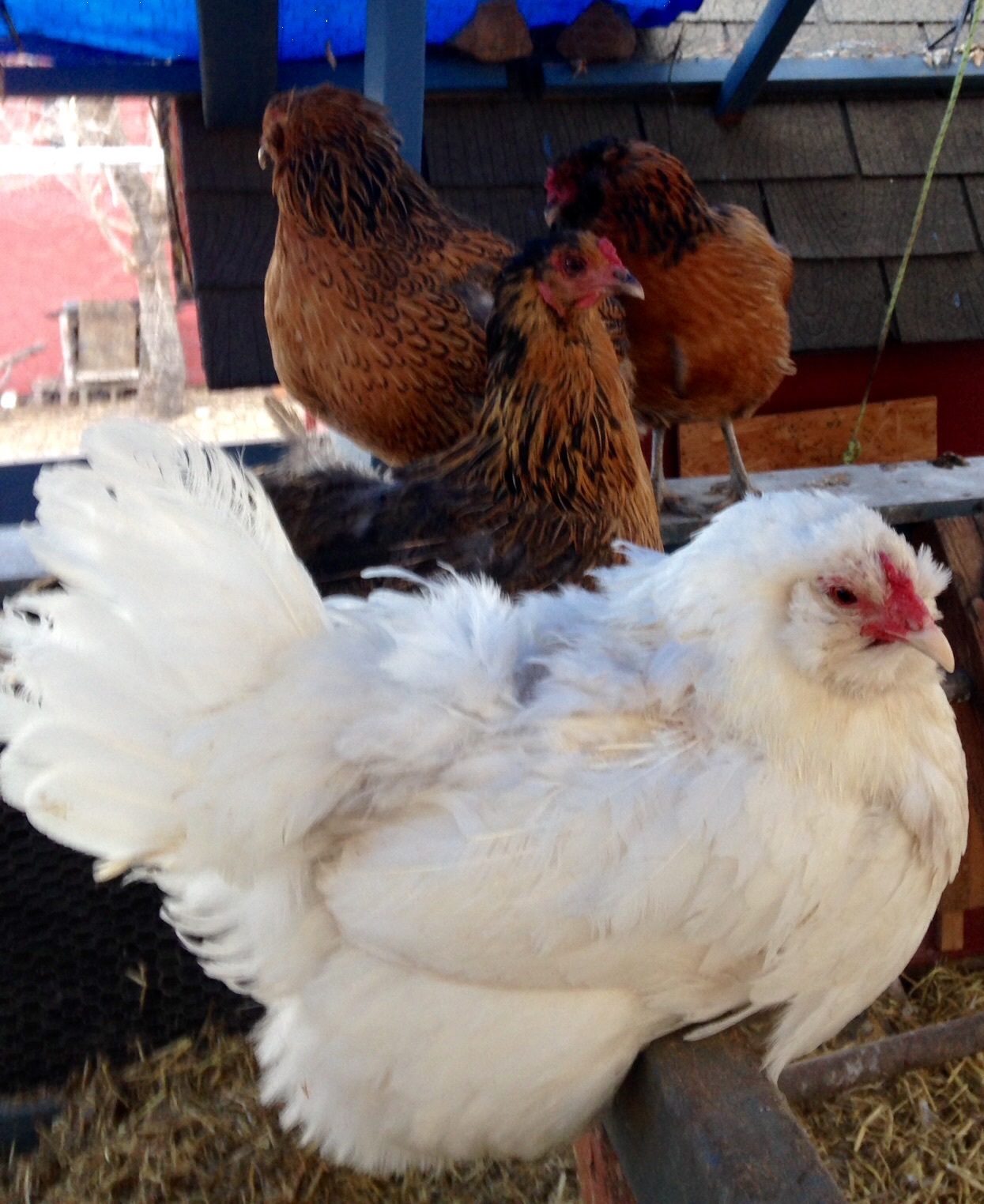 From front to back (Isis, no name, Gretchen and Little One) four out of our five EE together.