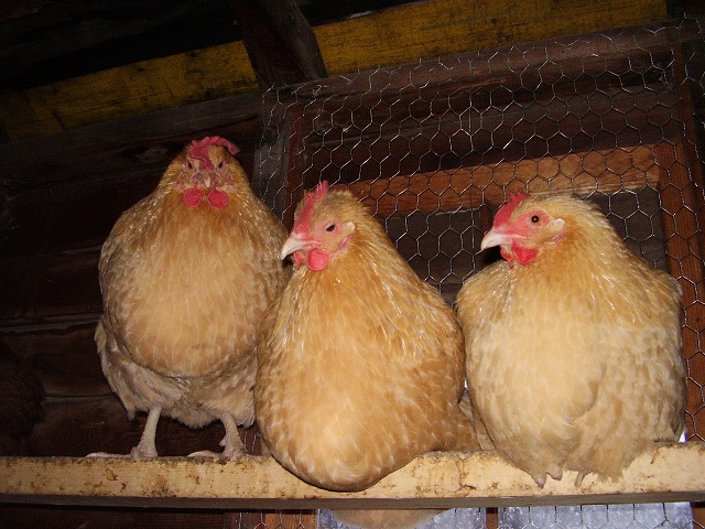 (From Left) Ruby, Coraline, and Shelby