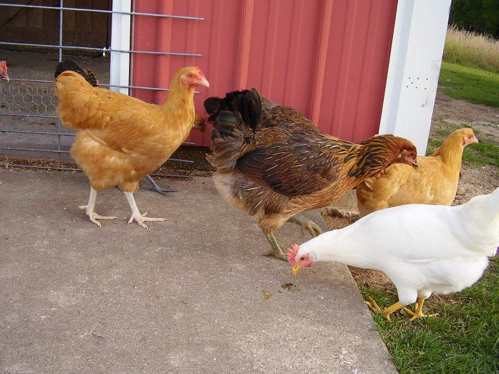 (from left) Sunni, Amber, Alice, and Daffodil. (Buff Orpingtons, Easter Egger, and White Leghorn)