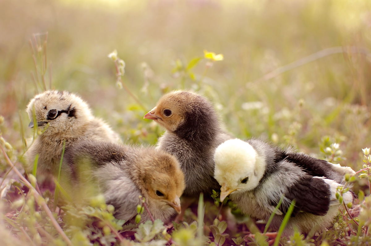 From left to right, all approx 1 week, Partridge silkie, Mille Fluer D'uccle bantam, Mille Fluer D'uccle bantam, and white crest polish bantam.