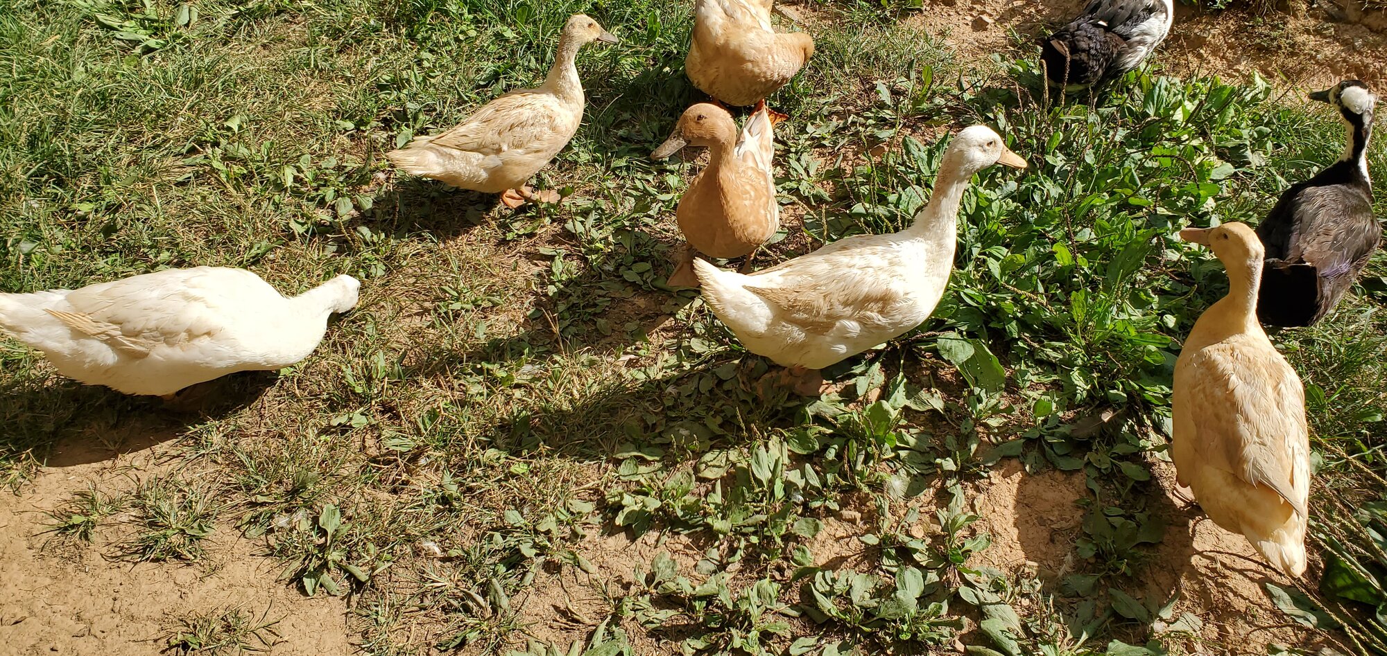 From left to right: Blanca, Smaug, two ducks without names, Bazilla, Pinball (top), Mini and Pompom Duck