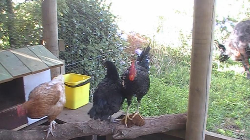 from left to right - Browny (red shaver), Orpi (orpington), and Little Fella (ancona).