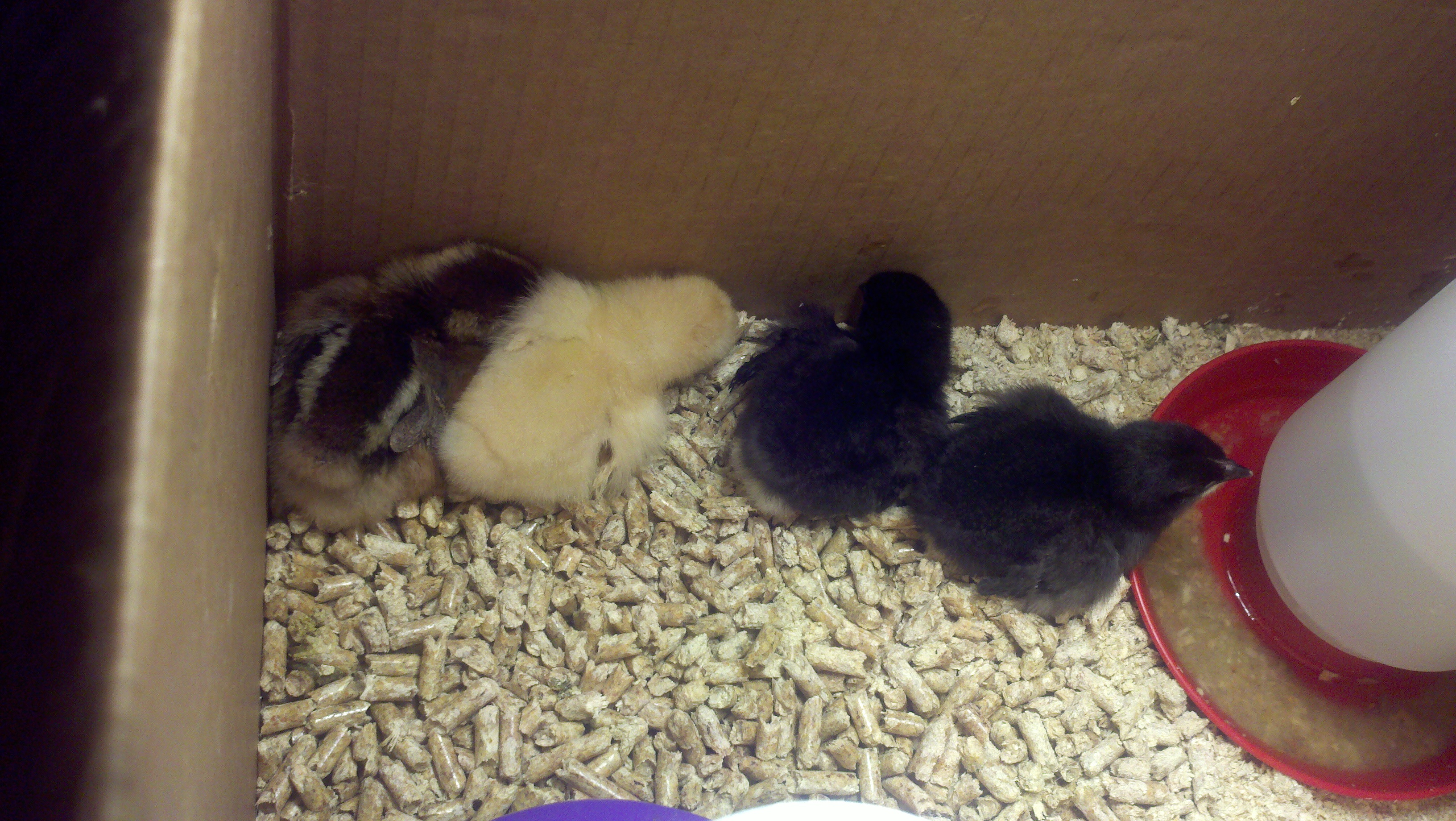 From left to right, Clara, Emily, Bertha, and Carrie