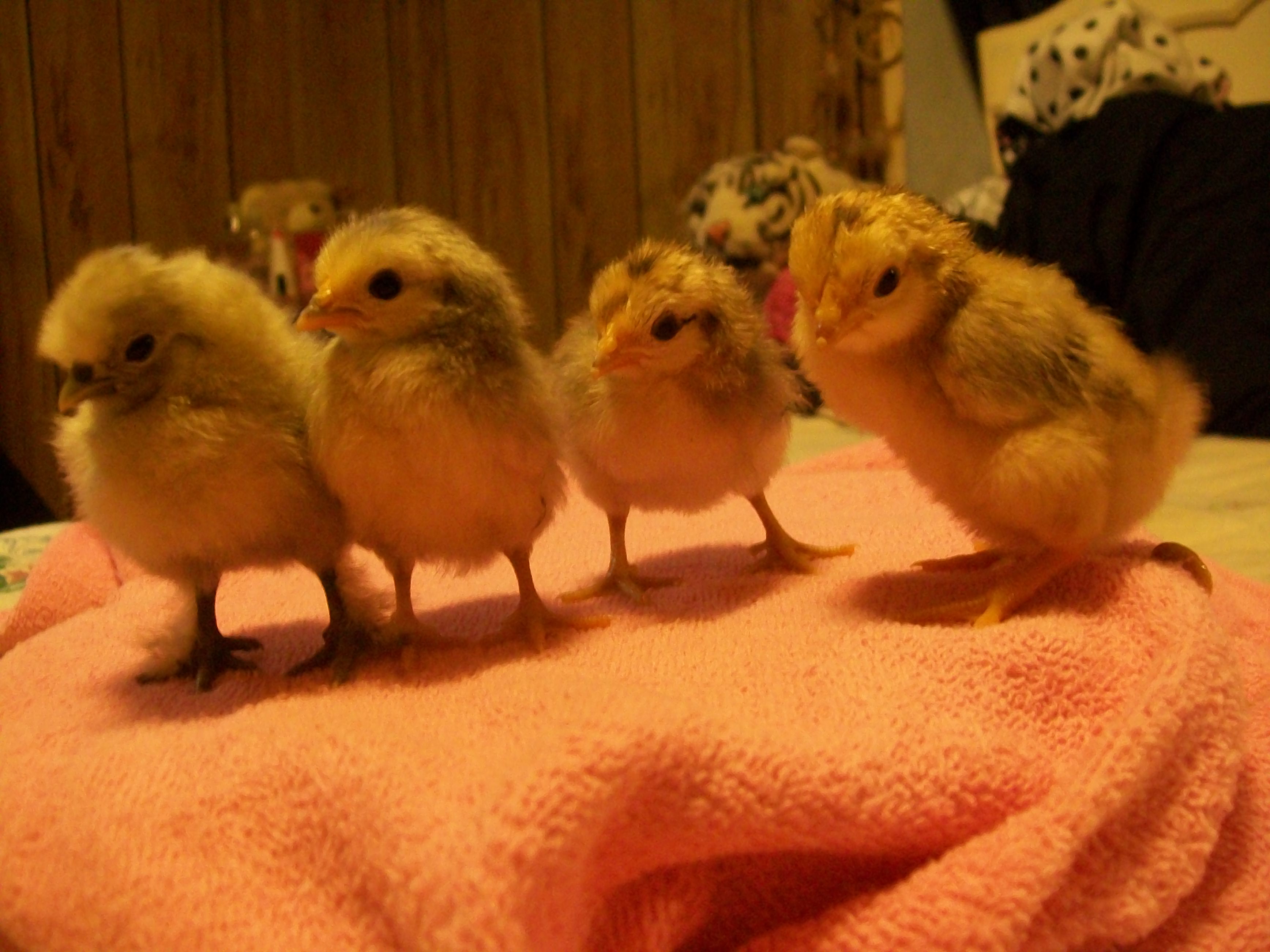 (from left to right) Dandelion, Hazel, Maypop, and Kudzu at one day old