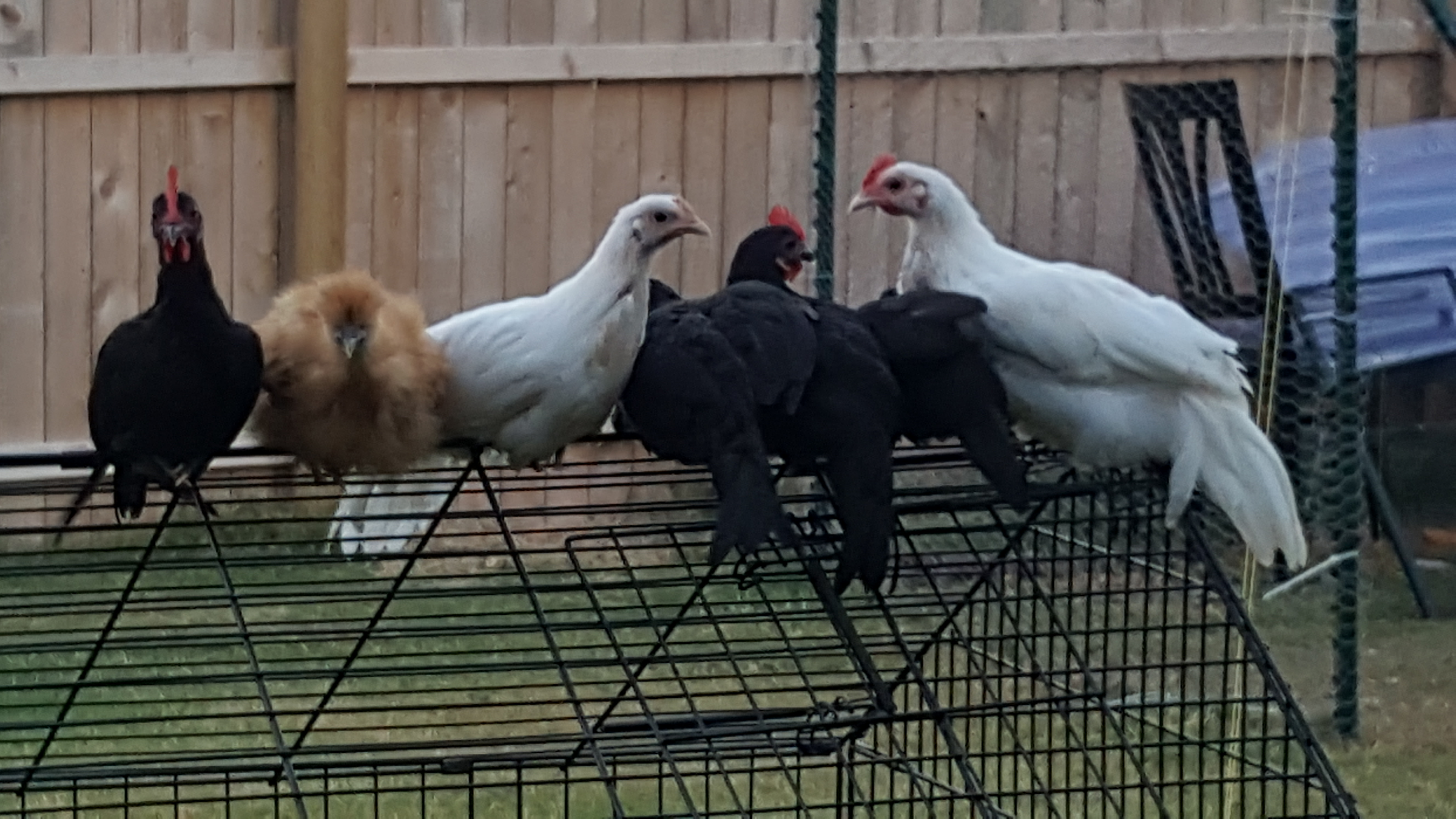 From left to right: El Jefe, Fuzzee, Florette, Franklin, Theodre, Beta, and Henry.