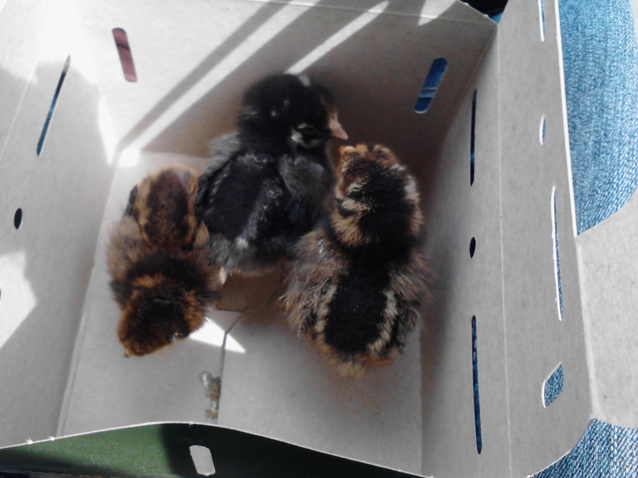 From left to right here we have Nugget, Dumpling, and Popcorn.
