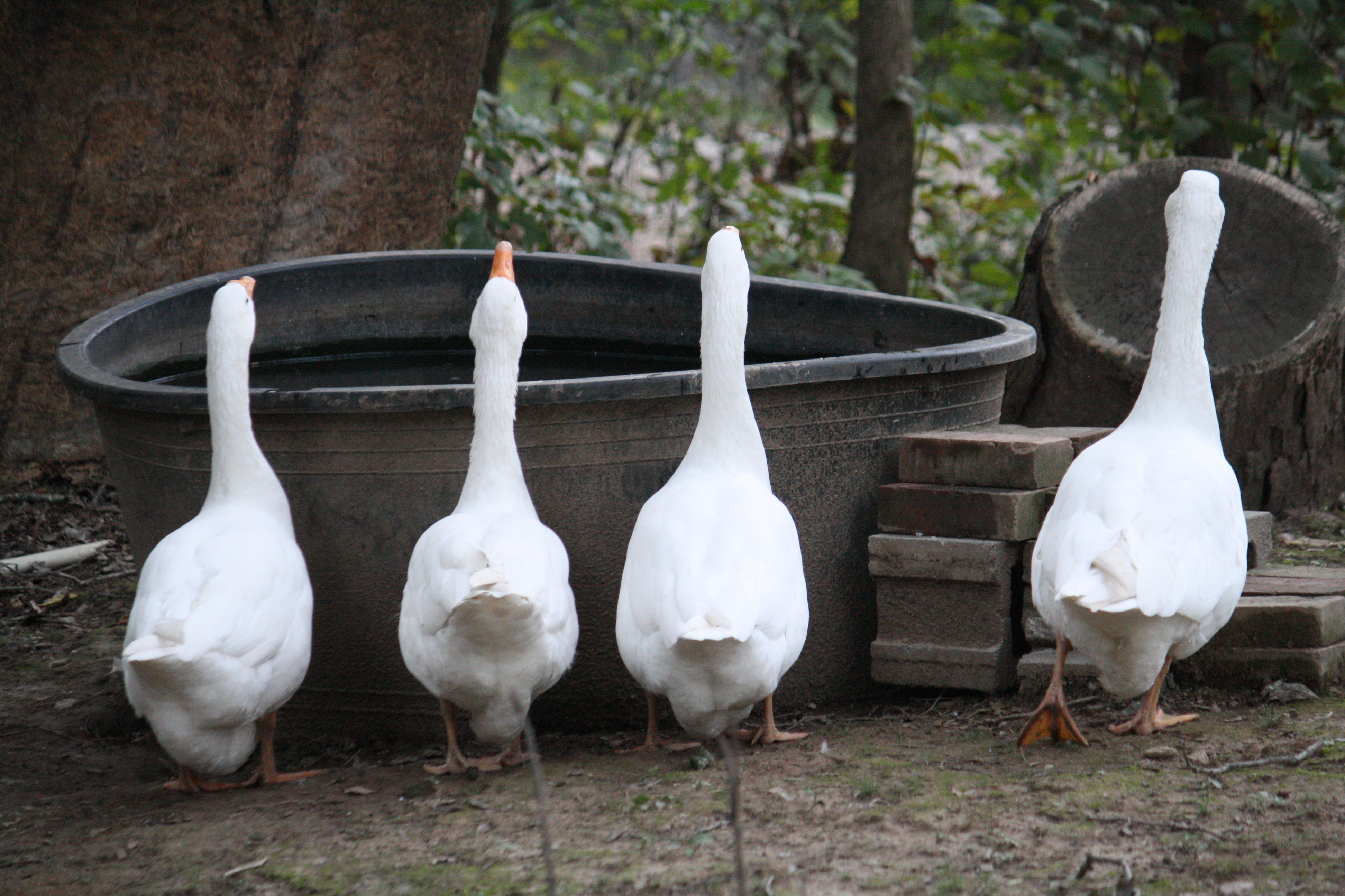 From left to right: Hope, Ruby, Joy, and Jerry.