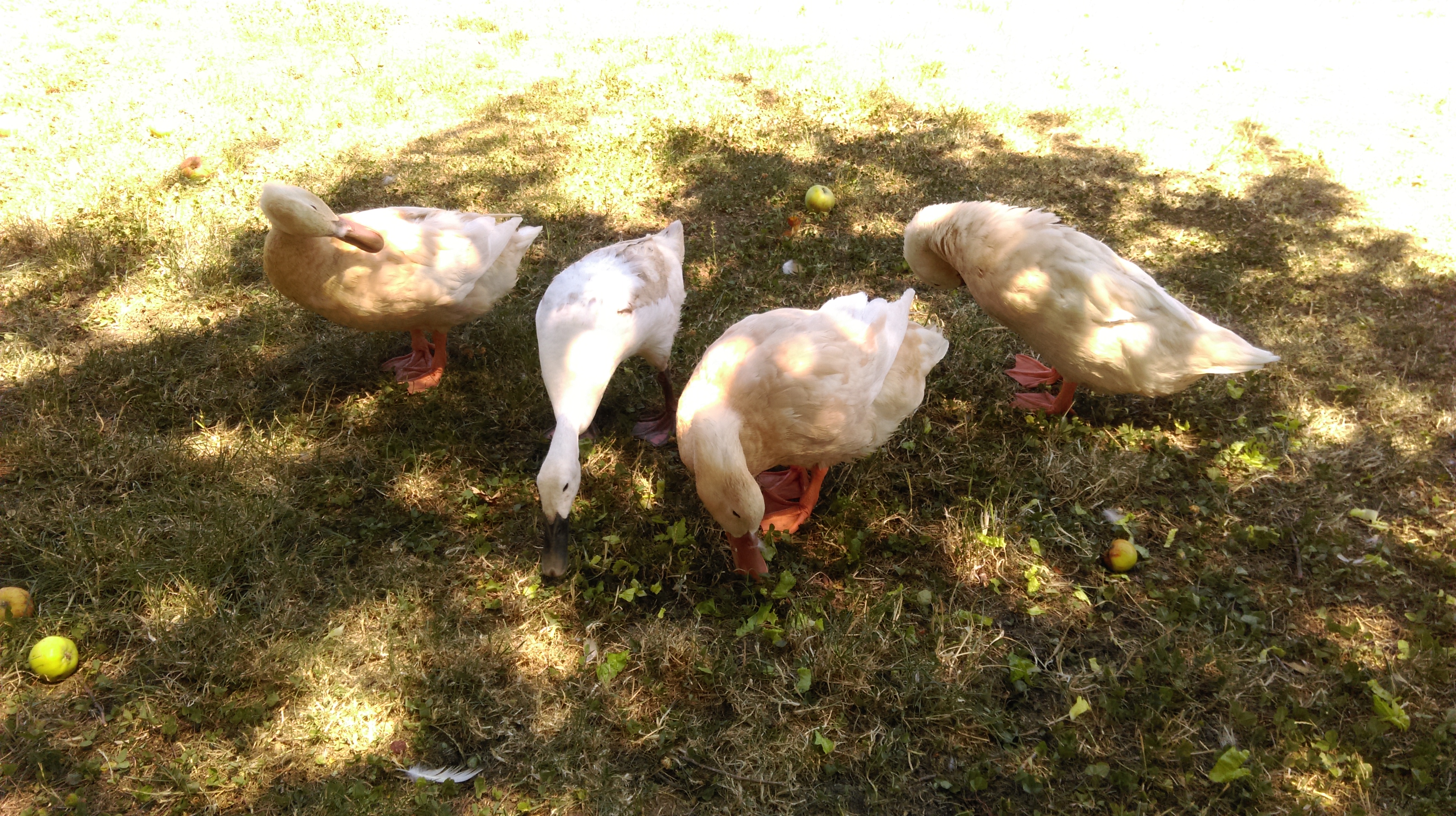 From left to right: Inez, Dru, Lupe, and Nita. Nita and Inez are busy taking their afternoon baths, while Dru and Lupe seize their chance to eat up all the leafy treats around them.