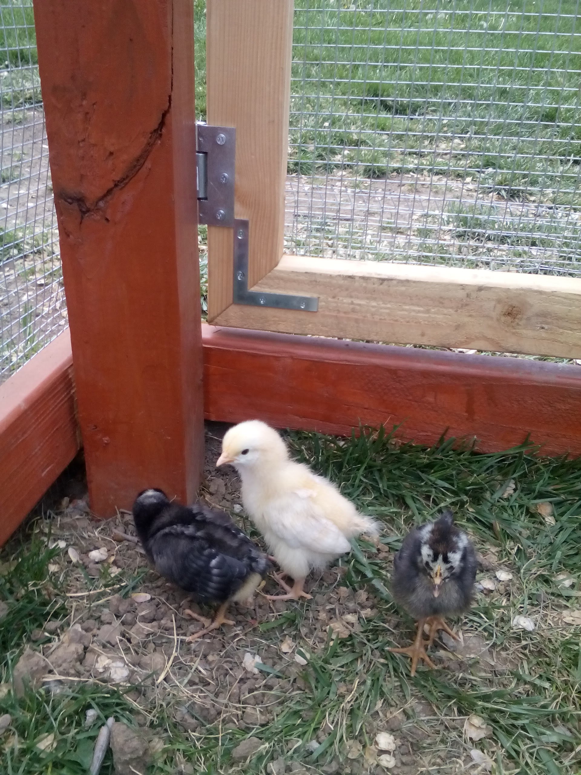 From left to right, Lola our Barred Rock and resident escape artist, Miss Pip our Buff Orpington and the girls' favorite, and finally The Duchess our Silver Laced Wyandotte. Do all the Wyandottes have such gorgeous eyes? And why have I never noticed chicken eyes before?