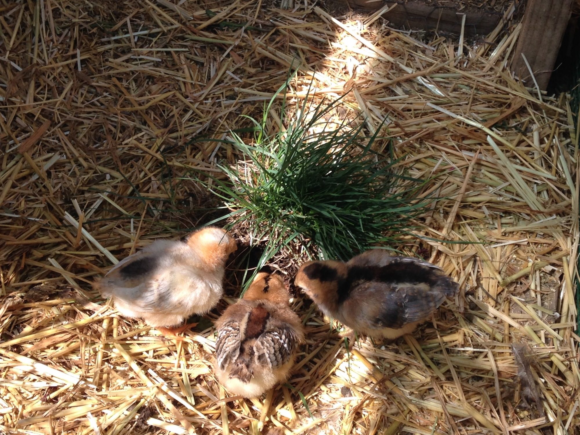 From left to right - Olive Egger, Easter Egger, Olive Egger