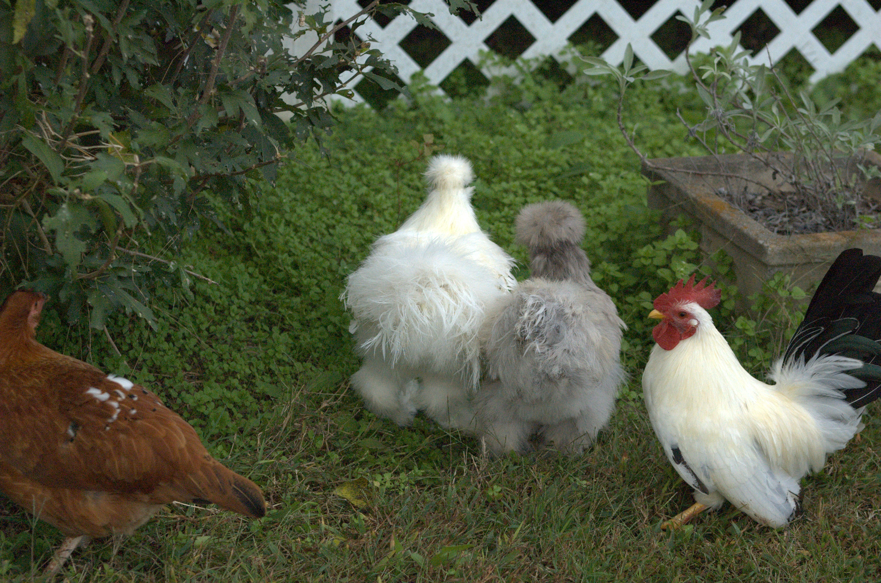from left to right pumpkin, eggy, marshie, and cadbury