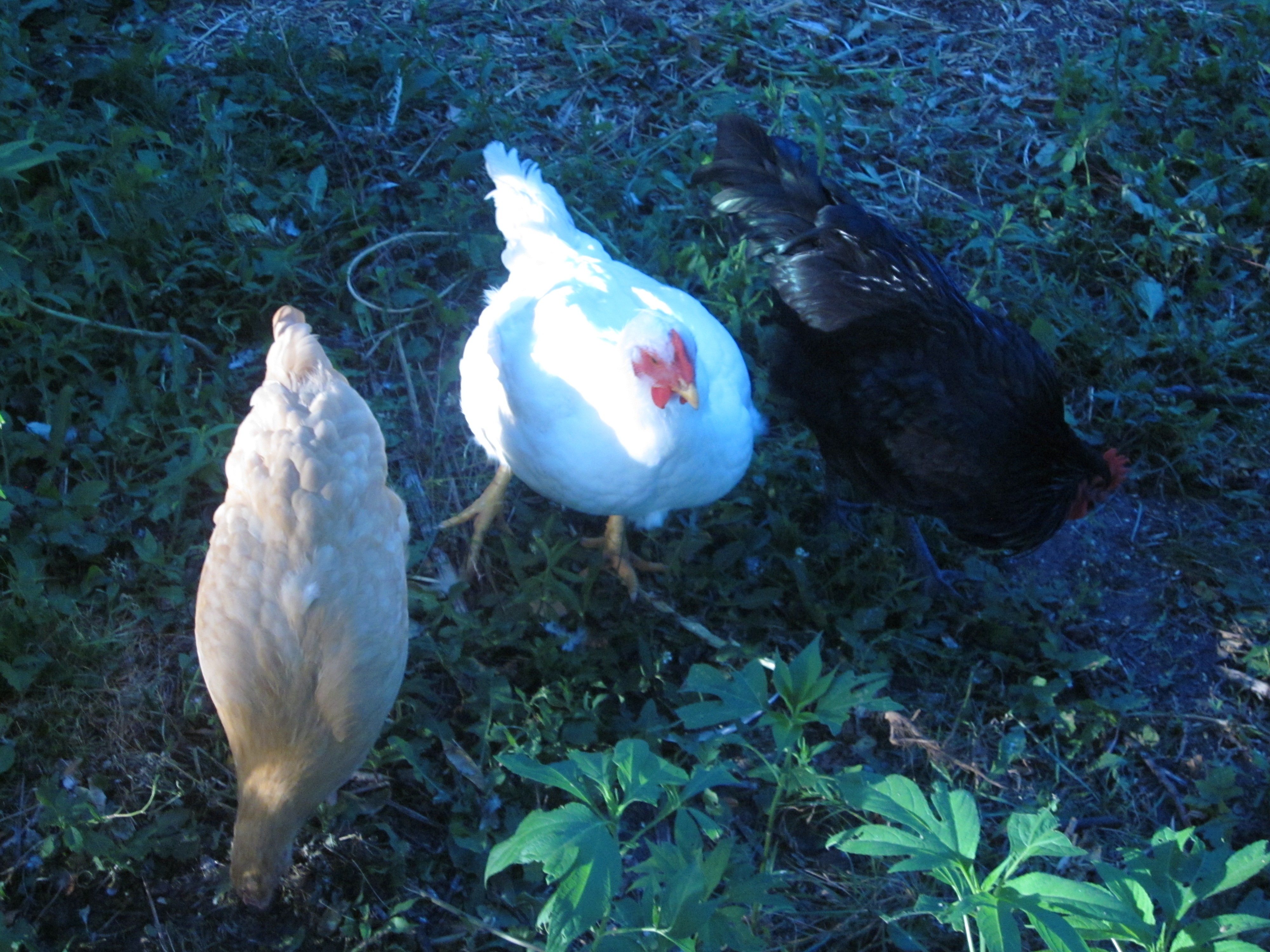 From left to right -- Soup, Eggs and OutCast