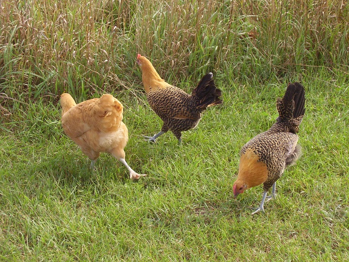 (From left to right) Sunni, Lizzie, and Lucy. (Buff Orp and Golden Campines)