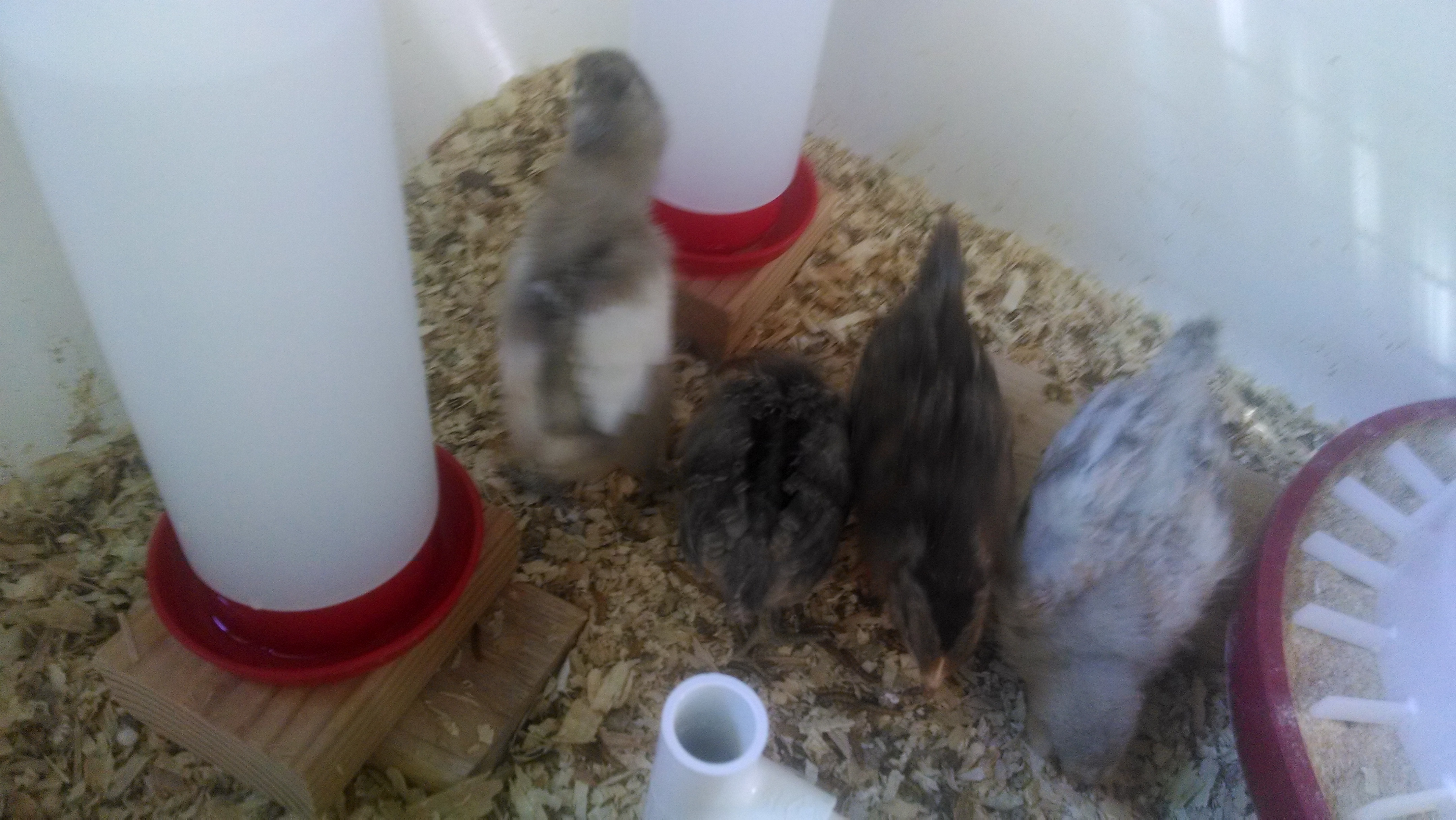 from left to right:
white Jersey Giant, dark Easter Egger, Welsummer, light Easter Egger.