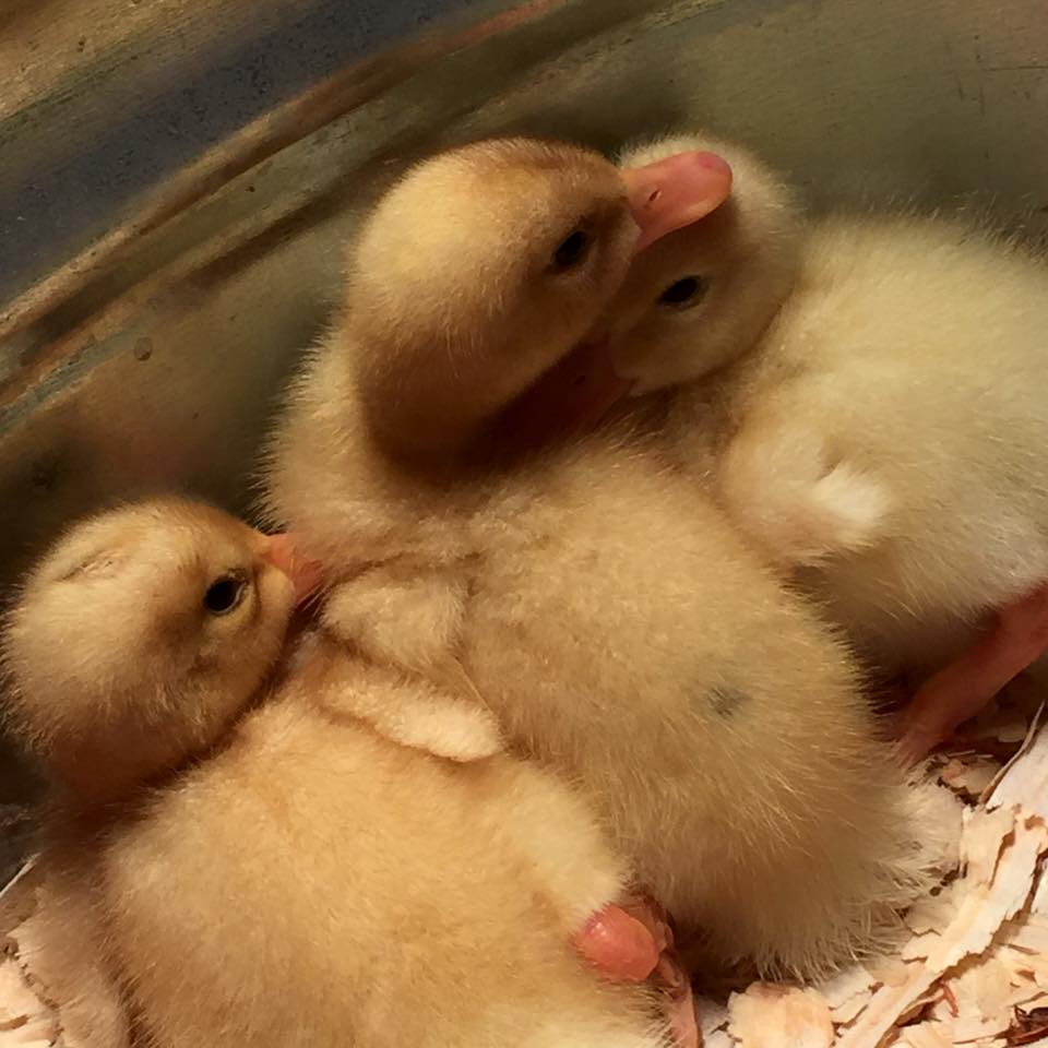 From left to right: Winnie, Peep, and Daphne