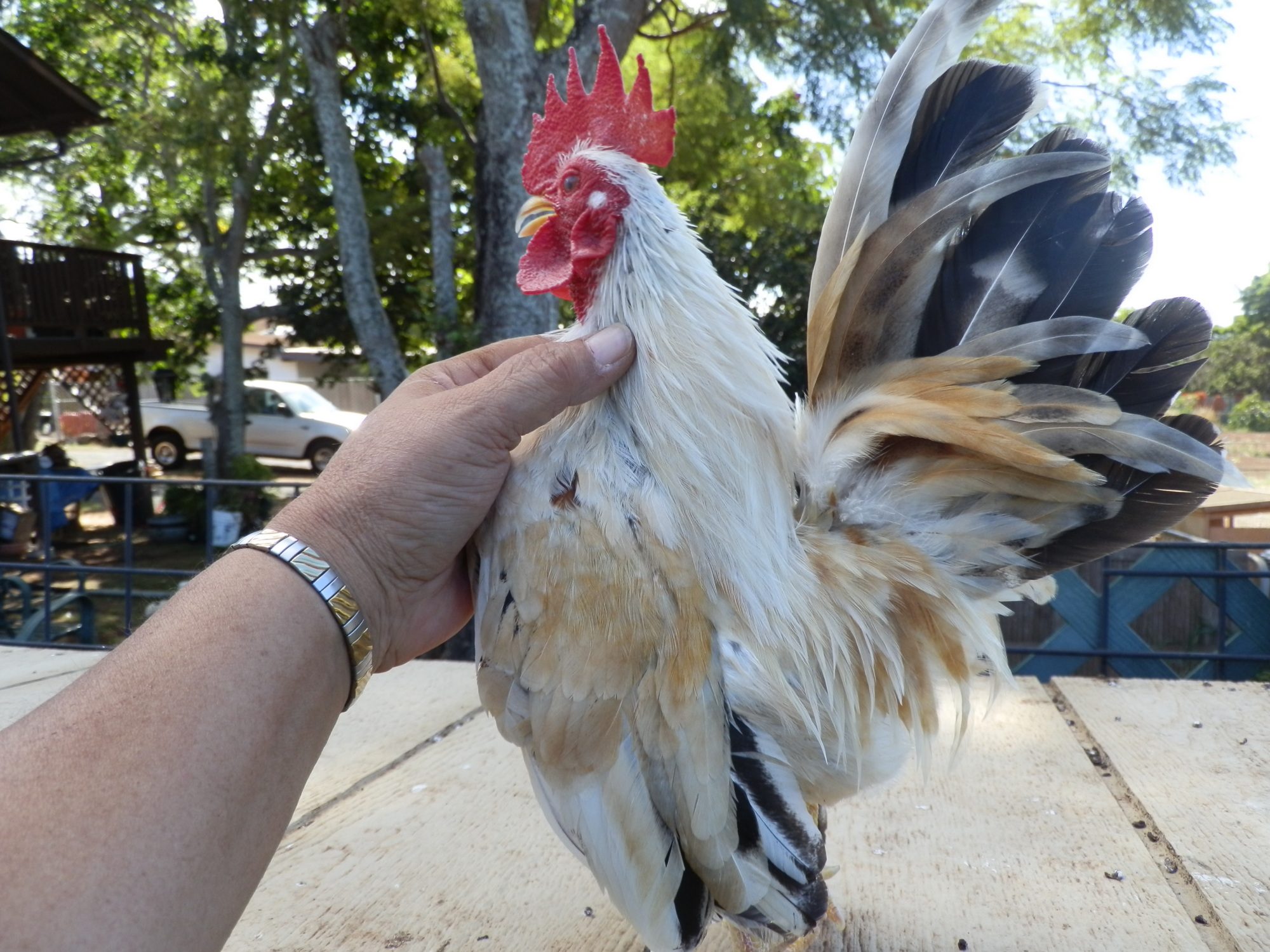 From Maui breeder Casey - who purchased birds from Jerry years ago. This bird sent to Keao a new Serama fancier in Hilo Hawaii